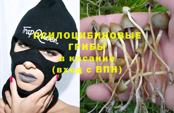 индика Няндома